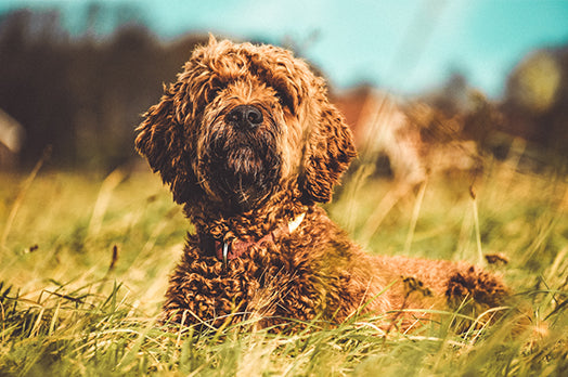 Dog sitting in the grass