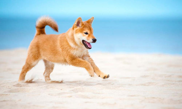 Shiba dog breed