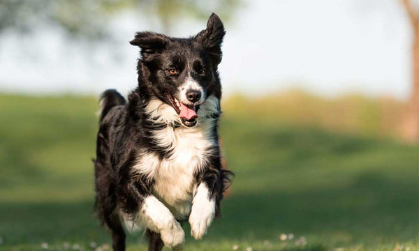 Border Collie dog