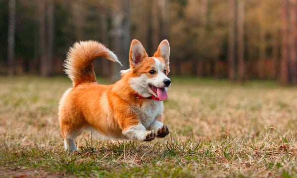 Welsh Corgi dog