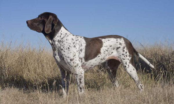 Old Danish Pointer dog