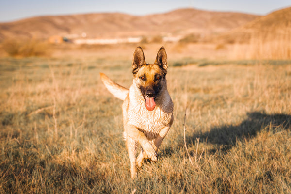 Belgian Malinois dog breed