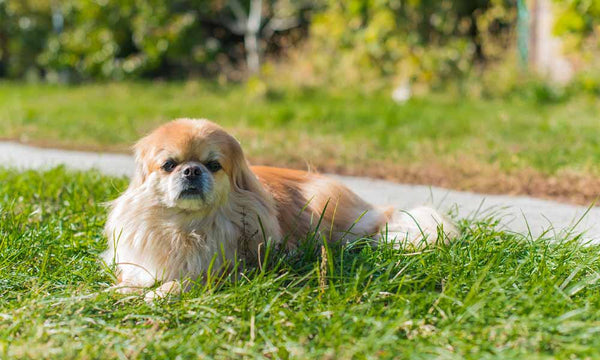 Pekingese dog breed