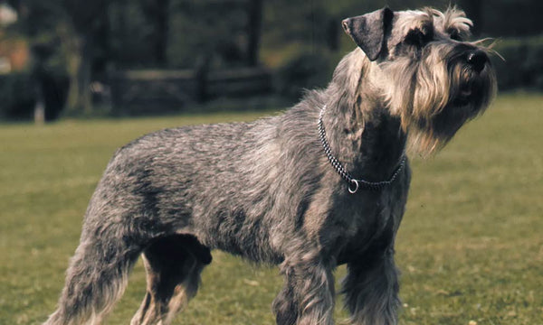 Schnauzer dog