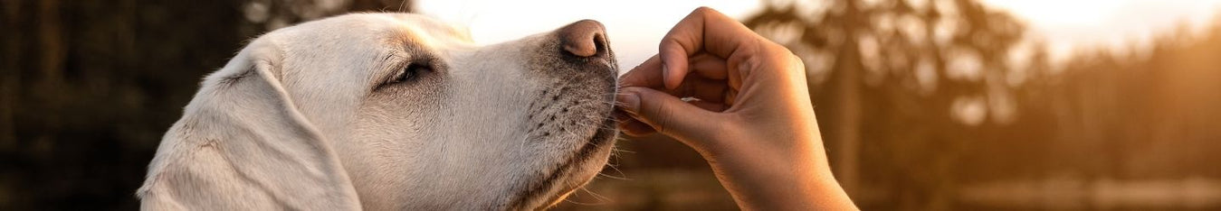 Chewing bone and stimulation