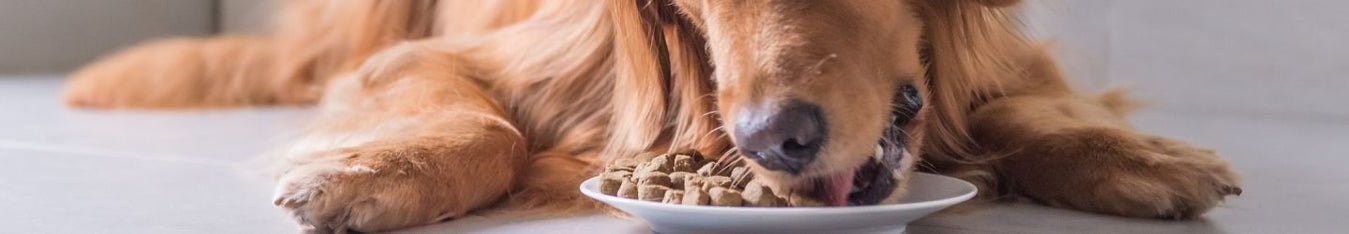 Fish oil for dogs