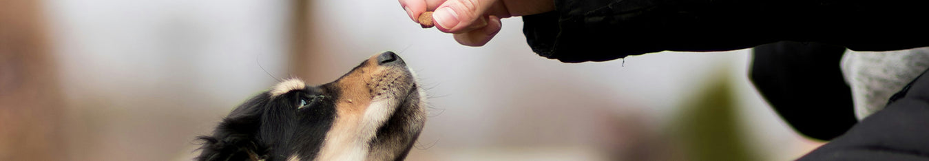 Treats for Puppies