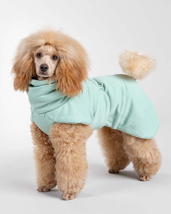Small dog wearing Sage Paikka Drysuit 2Go
