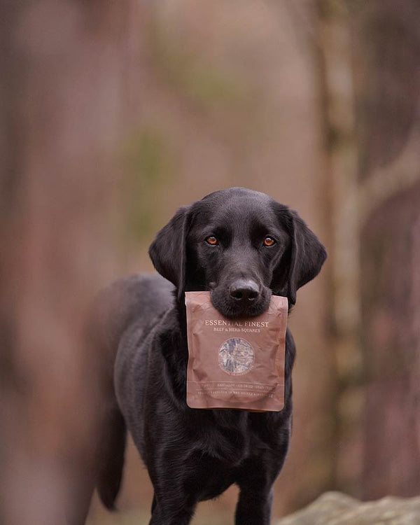 Beef Squares dog treats