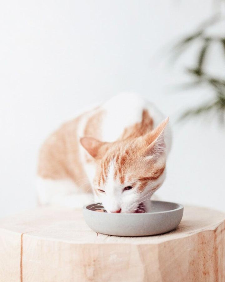 Stylish and simple cat bowl