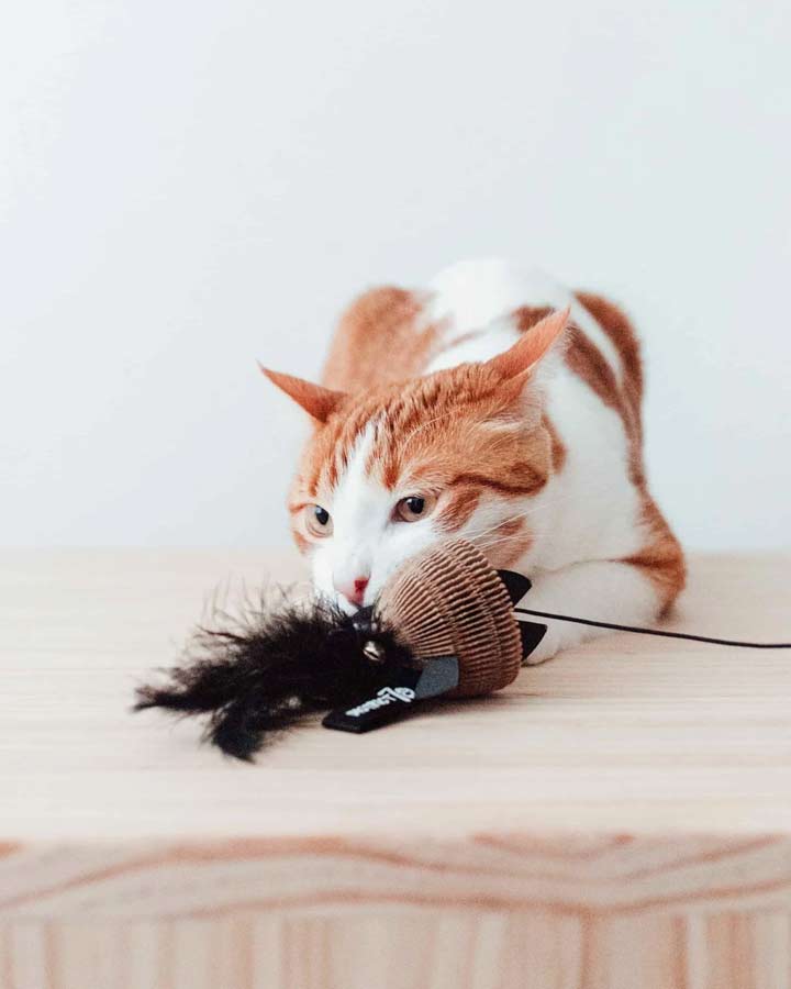 Interactive cat toy