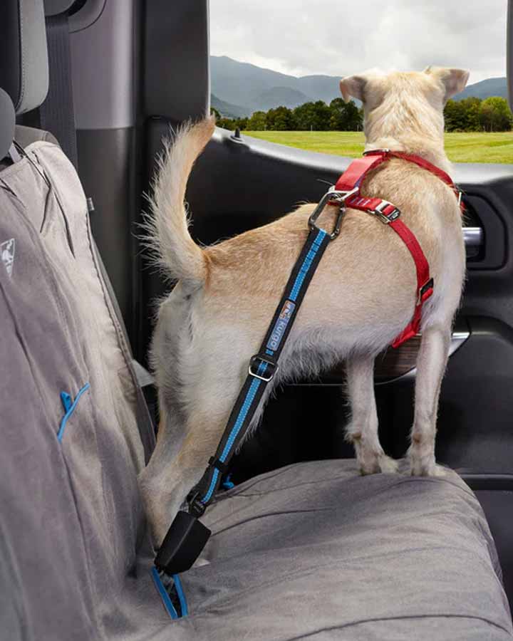 Dog seatbelt tether