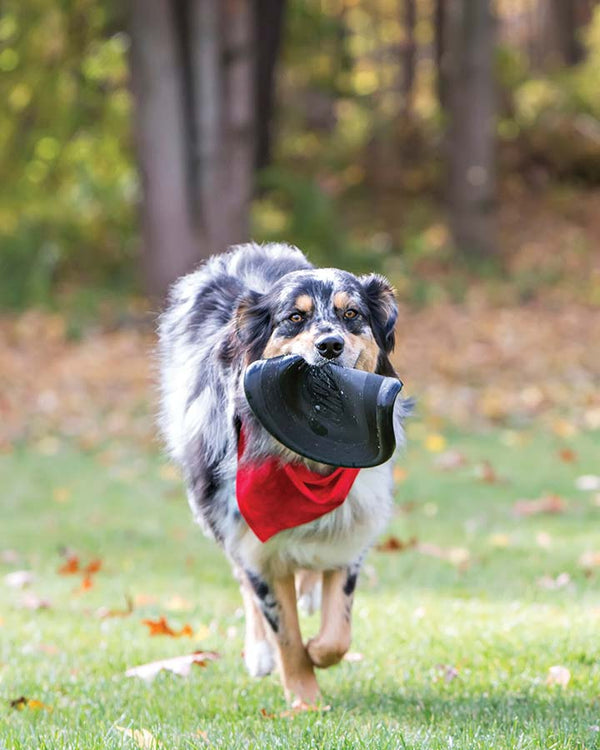 KONG Flyer dog toy