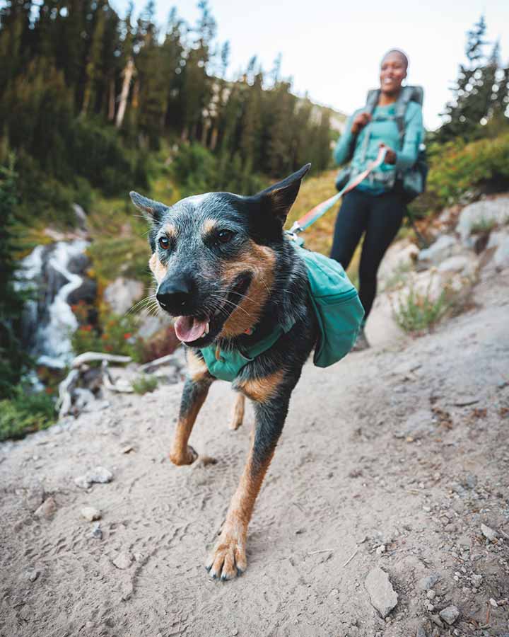 Ruffwear Front Range Dog Collar - River Rock Green