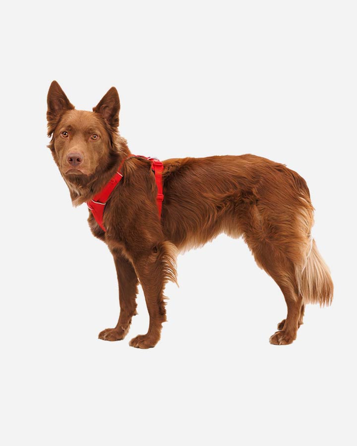 Ruffwear Front Range Dog Harness - Red Canyon