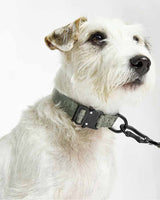 MiaCara Modena dog collar - Grolive