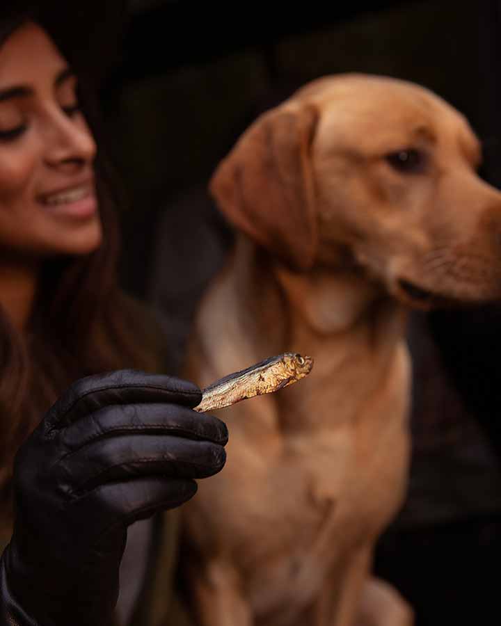 Essential Tiny Fish Delights - dog treats