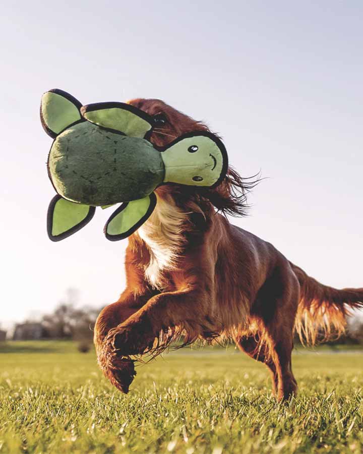 Turtle dog toy