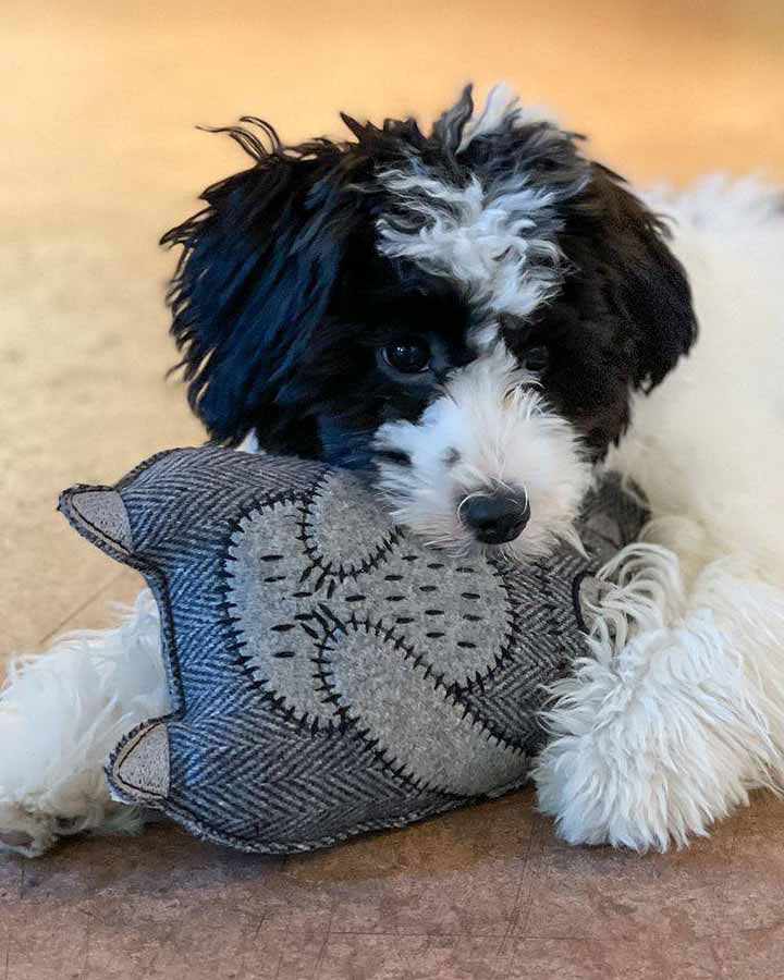 Dog playing with Bongo Bear 