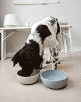 Dog using BAMBOO Bowl 