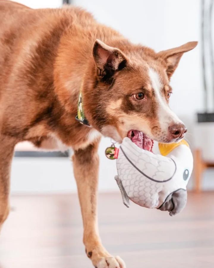 Dog with Durables Cockatoo Craig