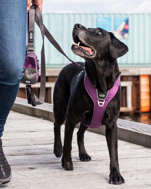 Dog wearing Comfort Walk Pro Harness